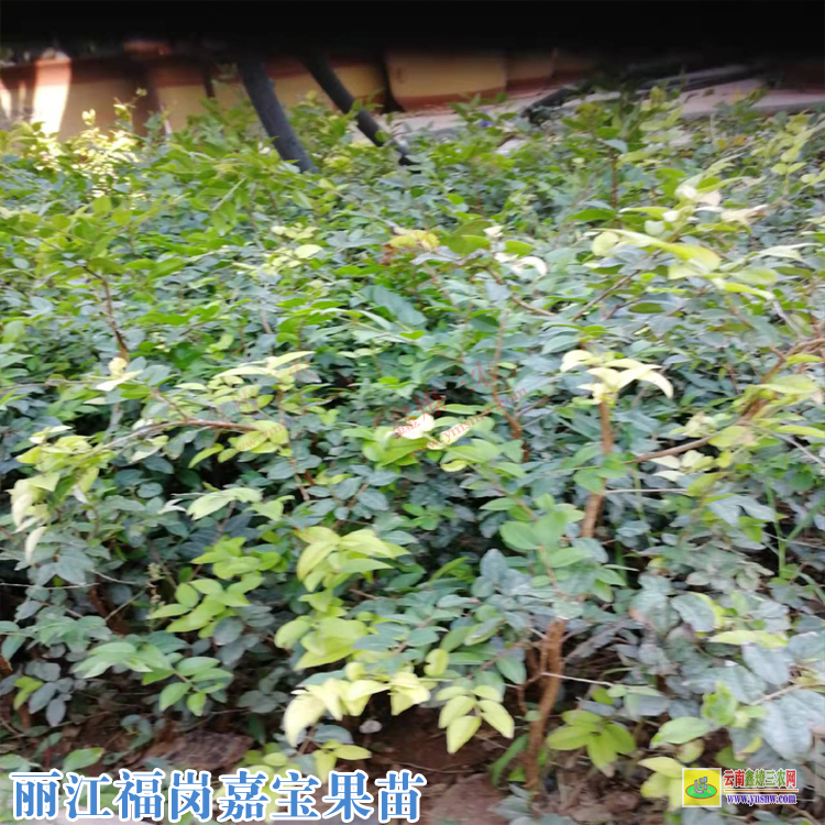 東川莎巴嘉寶果苗圖片 四季紅妃嘉寶果樹苗哪里有 嘉寶果樹葡萄價格