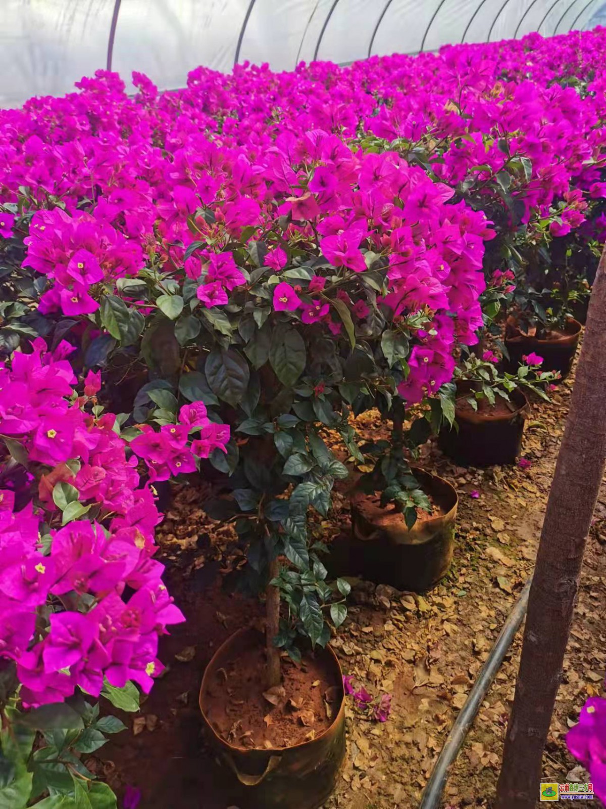 黔西晴隆廣東三角梅種植基地| 三角梅小苗價格| 云南三角梅批發(fā)